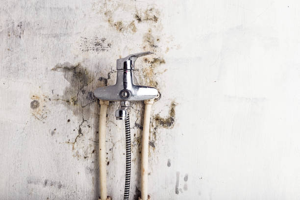 Best Certified Mold Removal  in Stone Ridge, NY