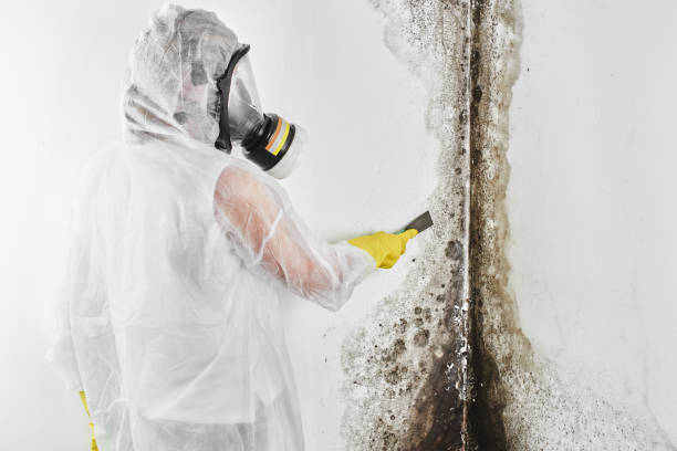 Best Attic Mold Removal  in Stone Ridge, NY