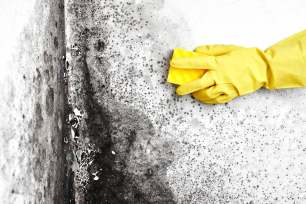Best Toxic Mold Removal  in Stone Ridge, NY