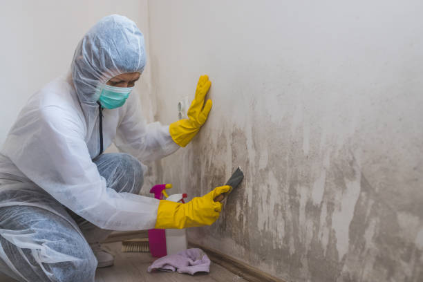 Best Local Mold Removal Service  in Stone Ridge, NY