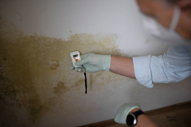Certified Mold Removal in Stone Ridge, NY