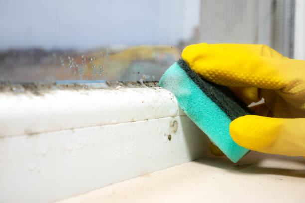 Best Certified Mold Removal  in Stone Ridge, NY