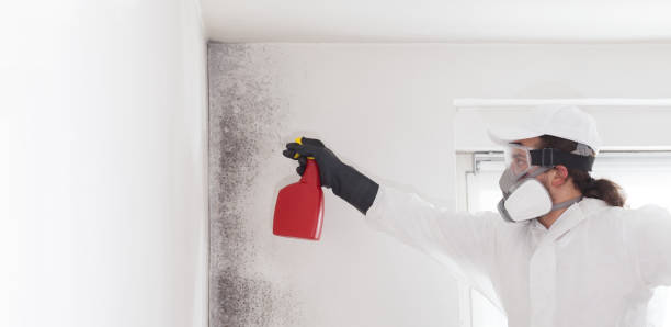 Best Best Mold Removal Companies  in Stone Ridge, NY