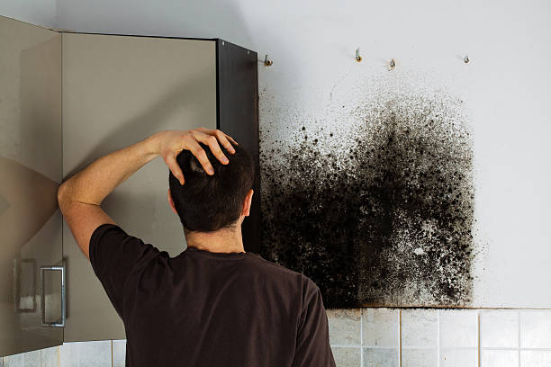 Best Emergency Mold Removal  in Stone Ridge, NY