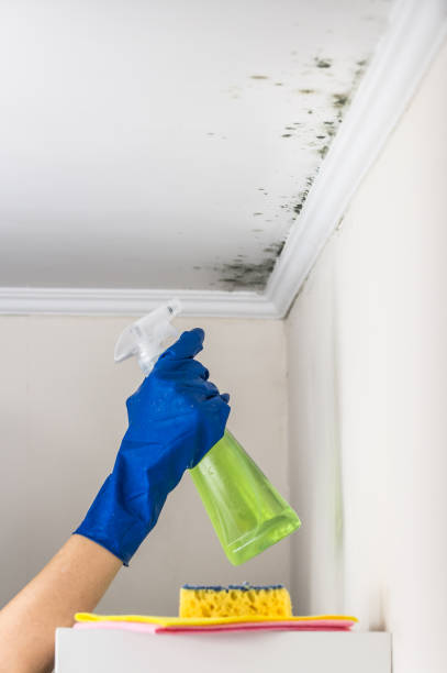 Best Mold Remediation Services  in Stone Ridge, NY